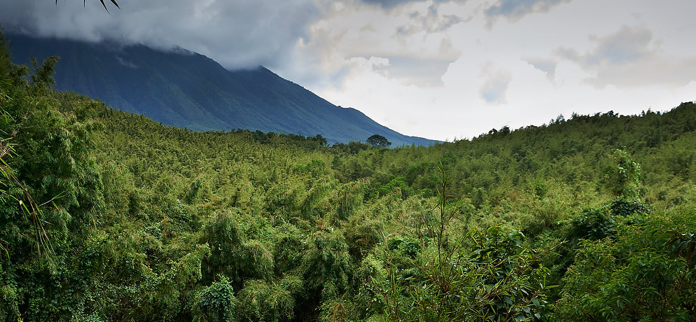 Uganda, Rwanda, DRC Join To Protect Virunga