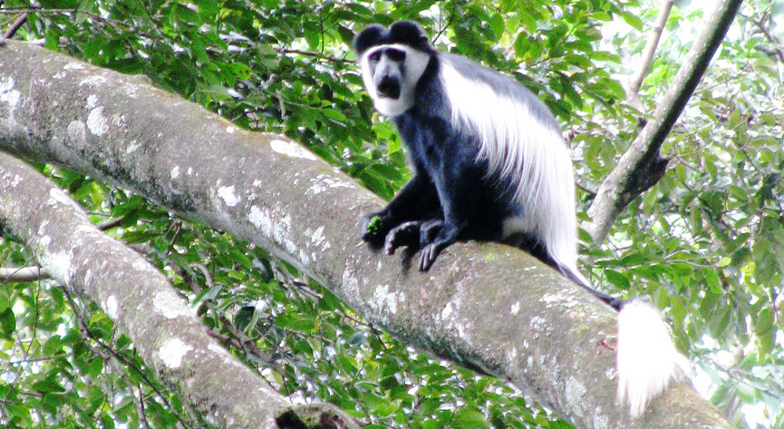 Black And White Colobus Monkeys