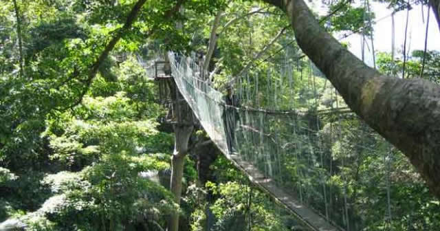 Canopy Walk In Rwanda