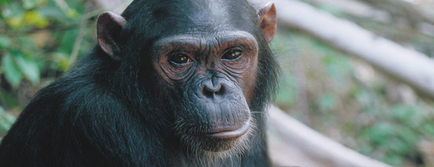 Natalie And Micheal On Chimpanzee Habituation, Gorilla Trekking In Uganda