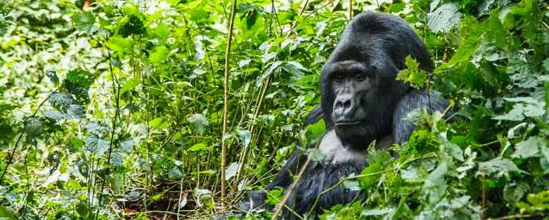 Alix And Summer On Gorilla Safari In Rwanda