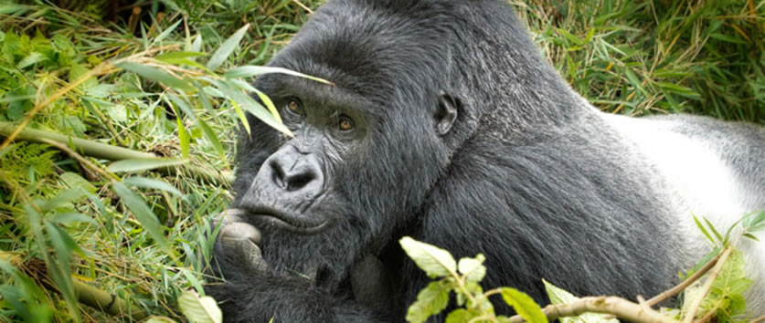 Jeremy And Ann’s Gorilla Trek Experience In Rwanda