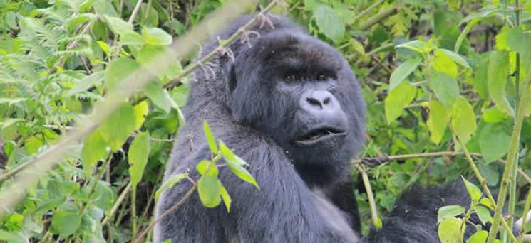 Ways Of Life Of Gorillas – About Mountain Gorillas