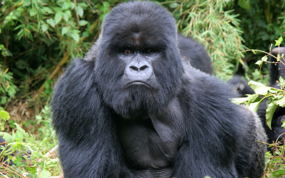 5 Day Gorilla Tour With 3 Gorilla Treks