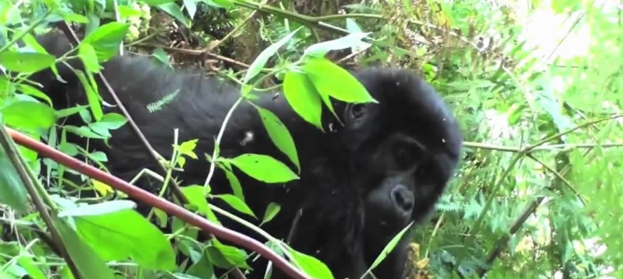 Rushegura Gorilla Group Bwindi Forest In Uganda