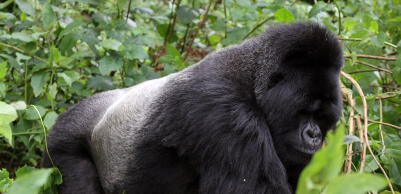 Silverback Gorilla (Head Of The Gorilla Group)