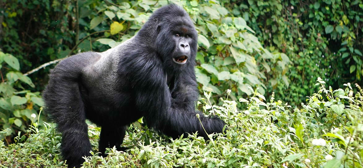 Do Gorillas Have Enemies? And How Can They Defend Them Selves?