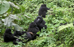 family-of-gorillas-rwanda