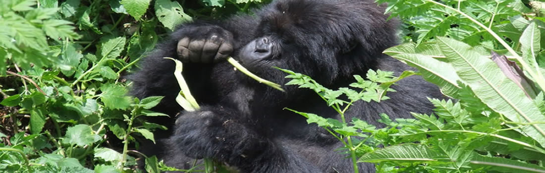 Rwanda Gorillas