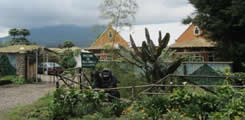 villa gorilla lodge