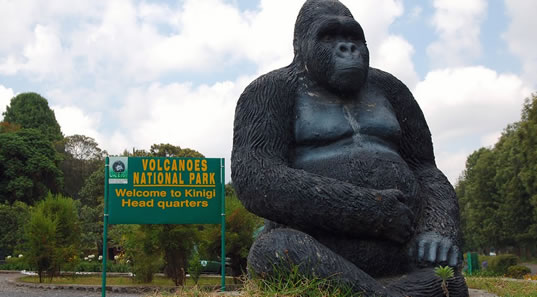 Gorilla Groups In Volcanoes National Park