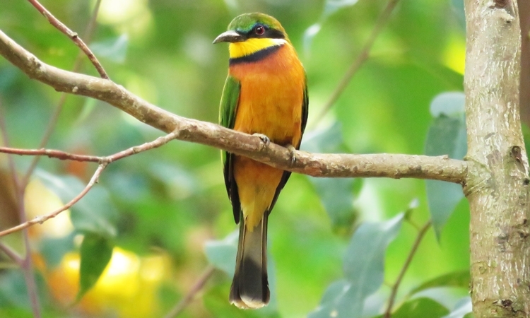 Top Birding Spots In Rwanda