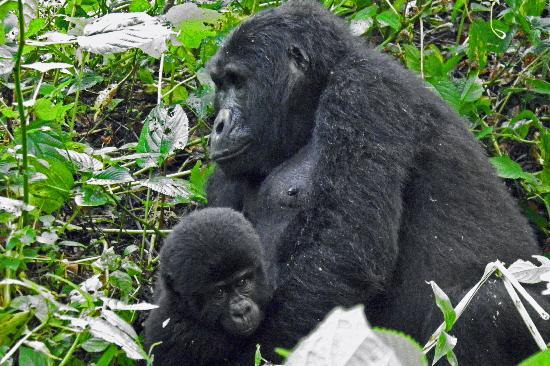 The Required Level Of Physical Fitness For Gorilla Trekking