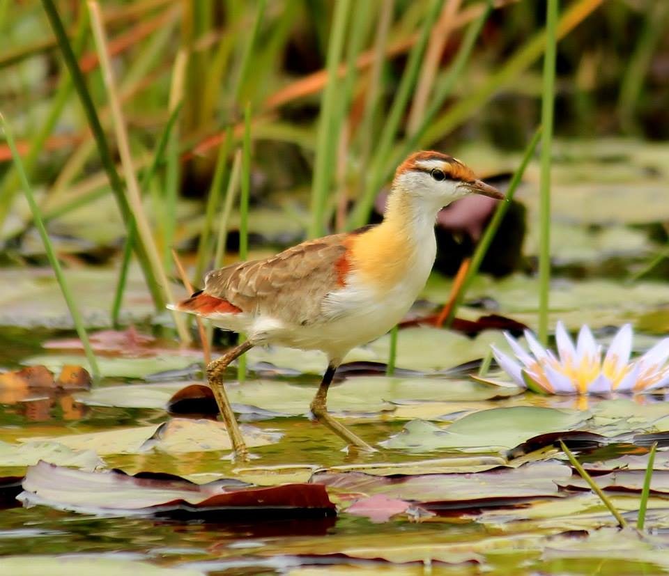 Birding in Nyabarongo Wetland 