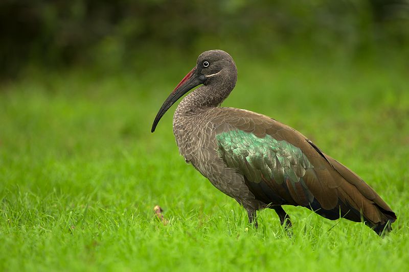 Bird Watching In Kigali City