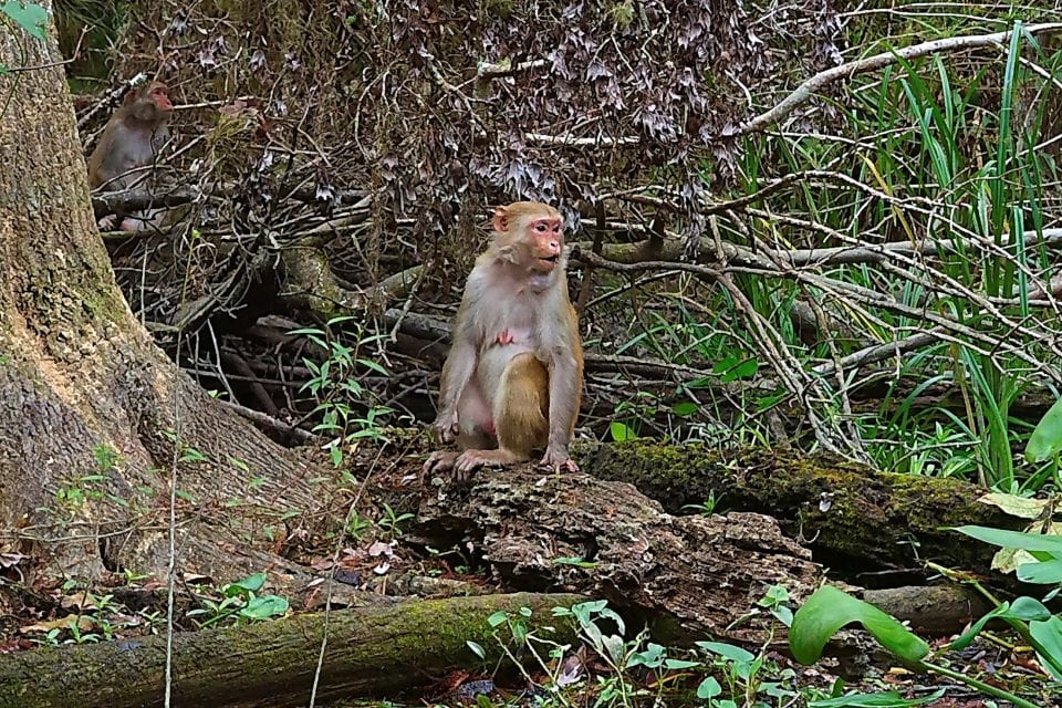 Silver Spring Monkeys