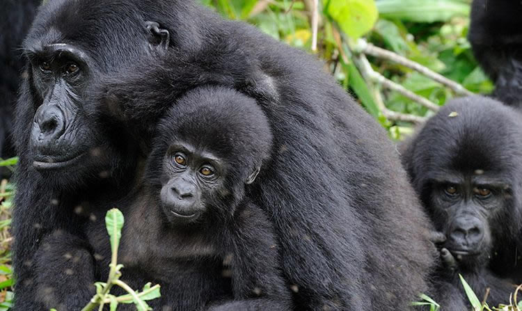 Mountain Gorilla Tracking in Bwindi National Park Uganda