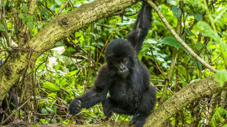 Baby Gorilla in Bwindi National Park Uganda