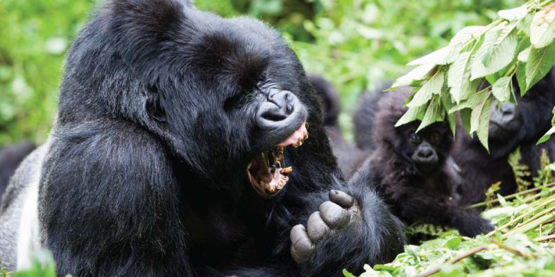 Silverback Gorilla Tour in Uganda