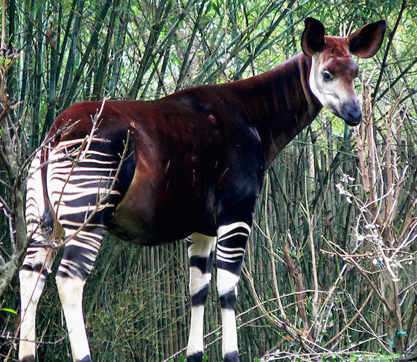 Okapi - Sankuru Nature Reserve 