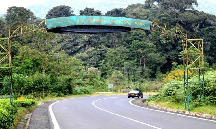 Welcome To Nyungwe Jungle