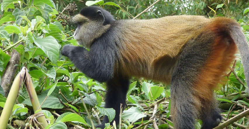 Golden Monkeys in Uganda