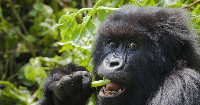 Mgahinga Gorilla National Park Gorilla safari