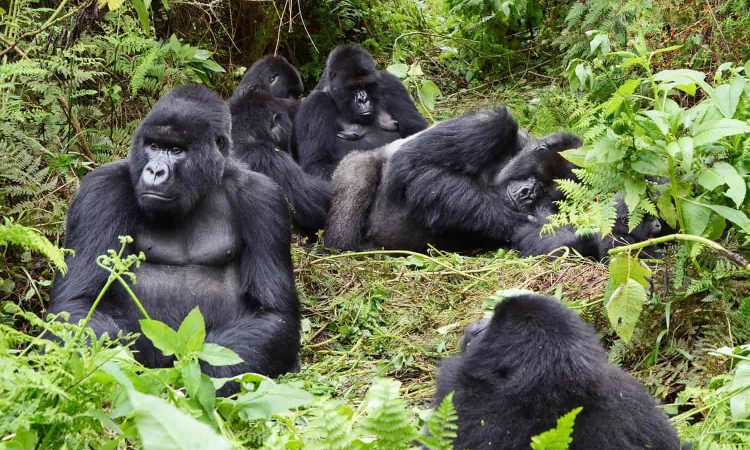 Nyakagezi Gorilla Group in Uganda