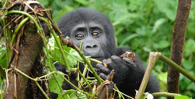 Gorilla Safaris In Mgahinga National  Park