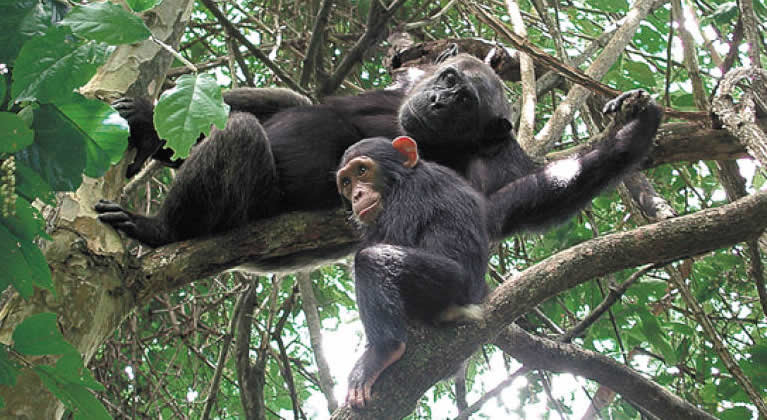 Chimpanzees in Nyungwe Forest