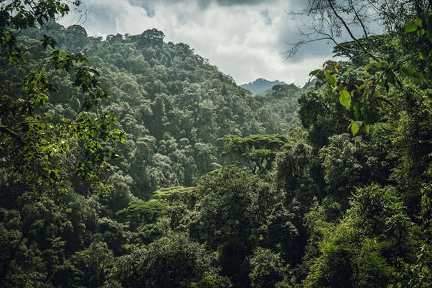 Nyungwe Jungle Rwanda