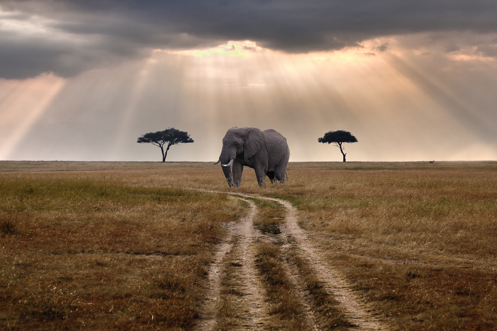 African Elephant in Tanzania