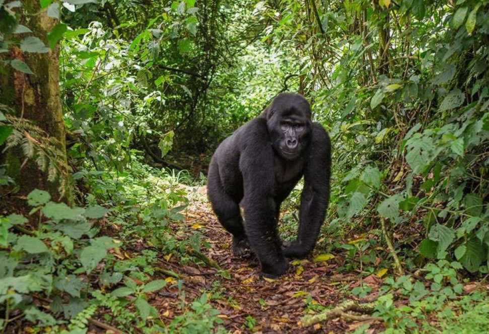 Gorilla Trekking Uganda