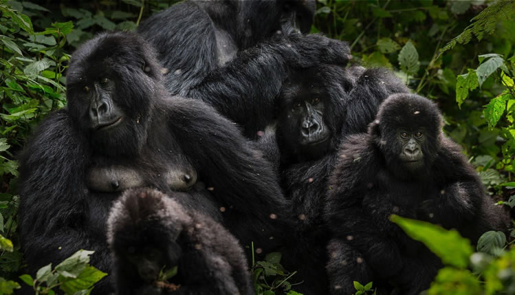 Virunga Gorilla Trekking