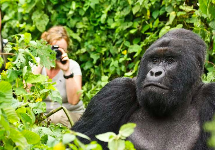 Gorilla Trekking Africa