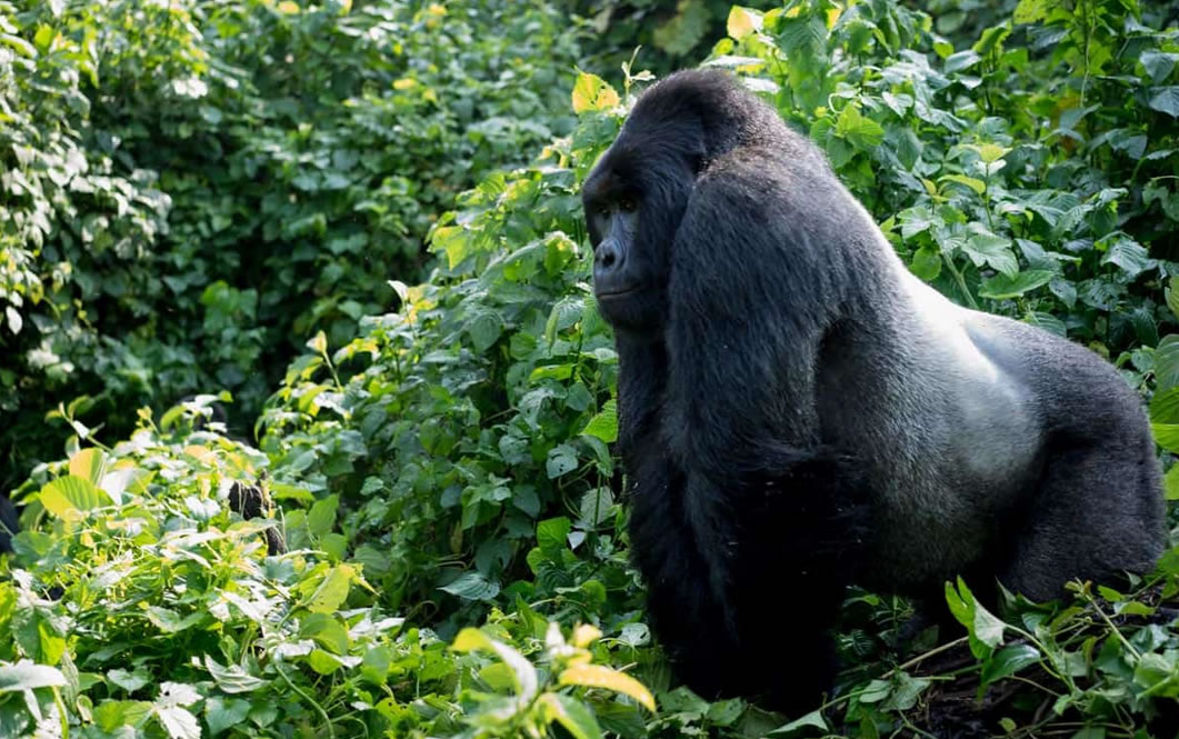 Gorilla Trekking – Ideal Birth Day Gift